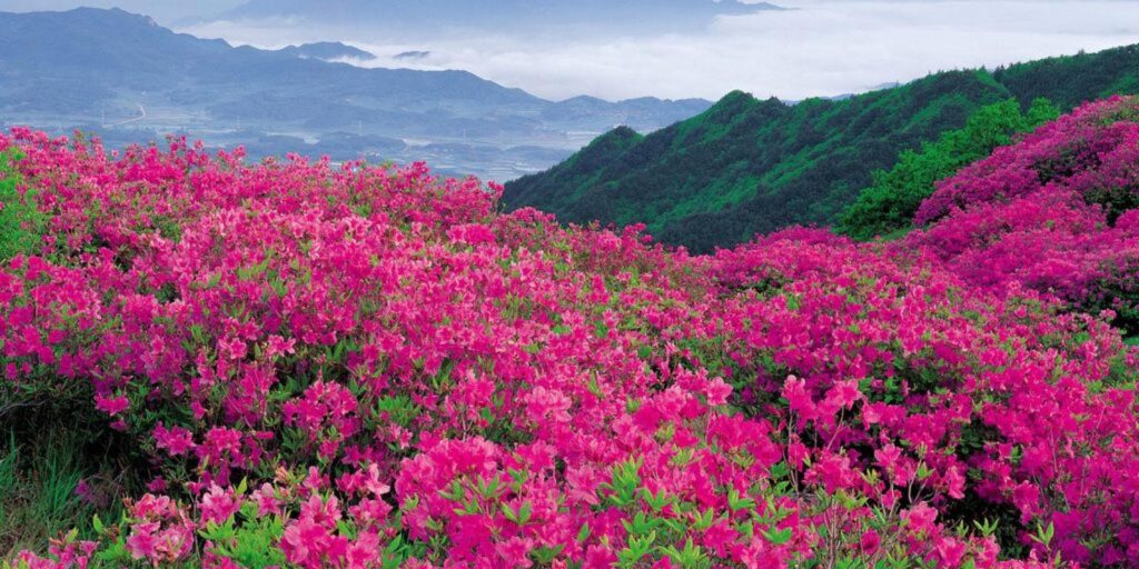 Історія пісні «Червона рута» – Історії українських пісень та світових хітів